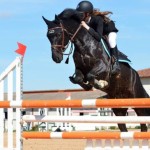 rsz_1-absolutely_free_photos-original_photos-man-on-black-horse-3510x2304_54327